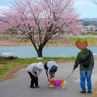 名残惜しい💕　桜と水仙　　～東吾妻岩井親水公園～
