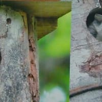 モモちゃん母さん、お子さん何人？（北海道沙流郡日高町　山日高）