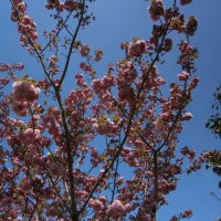 八重桜が満開　
