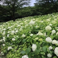 権現堂公園のアジサイ