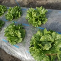 夏野菜の定植