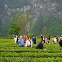 湖北省茶の旅〜恩施玉露