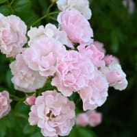 暑かった６月下旬と、春がすみ