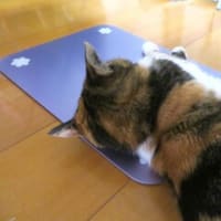 「敬老猫の日」