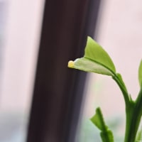 アゲハの幼虫、また保護しました