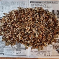 ドグダミ茶仕上がる