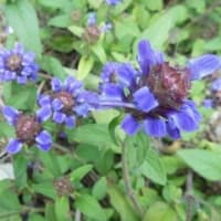 帯状疱疹予防接種のご案内