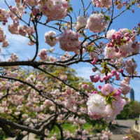 東山動植物園の桜の回廊が見応えありました♪