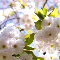 春空に白い八重桜。