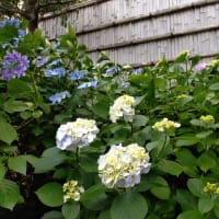 紫陽花と実相院