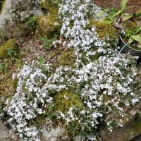 芝桜