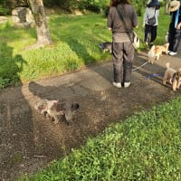 泉大津の池田整骨院には、ゴンも一緒に行きます。