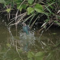 於大公園 ： 野鳥 ・ 翡翠 ・ カワセミ・・・フリー素材ブログ　カワセミ
