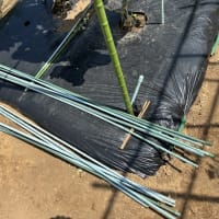 トマトが絶好調です。