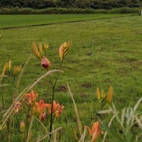 ヤブカンゾウの空