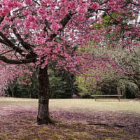 山陰の桜NO8　とっとり花回廊　3月28日