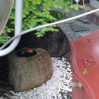 今日は雨かね〜ツバメの空