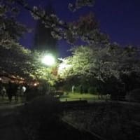 独り、夜桜見物