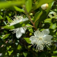 銀梅花が咲きました～(^^)/
