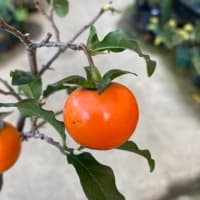 盆栽と斑入り