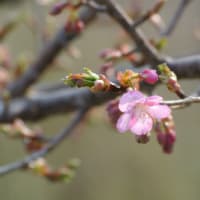 河津桜の観察「ついに咲きました。4月15日」