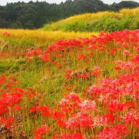 佐賀県・伊万里市の「東田代の棚田」