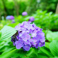 アジサイが続々開花 後編（板橋区立赤塚植物園 2025.6.8撮影）