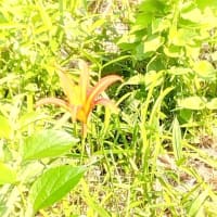 ノカンゾウが咲いていました