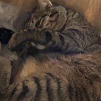 探されています