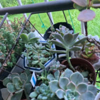 多肉植物を育てて4年目