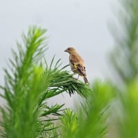 鳥たちの姿は