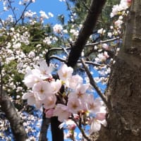 桜と松