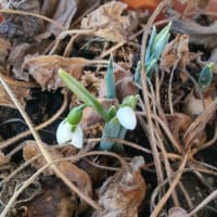 3月に入って、暖かさでスノードロップが、あと少しで、咲きそう～鉢植えなのに頑張っています