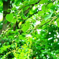 ザクロ、ヒメシャラ、ナンテンの花と木の実（板橋区立赤塚植物園 2025.6.8撮影）