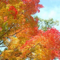 古木の紅葉