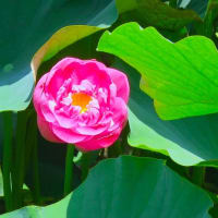 藤沢鵠沼・蓮池花見散歩