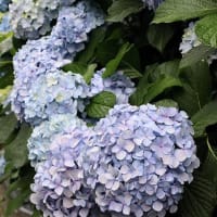 雨の日はあじさい