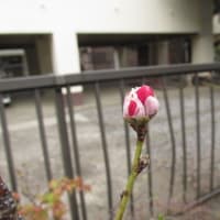 No.４１　「大磯源平帚桃」が、２７日に開花