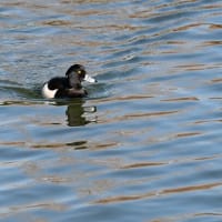 身近の野鳥撮りに挑戦