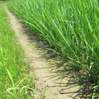 今年のイネは著しく進みそうだが天候異変の影響は予測不能