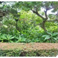 植木場の開拓