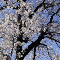 ポカポカ陽気、雷神山の桜、葉桜へ