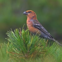 北海道で出会った鳥たち❻‼️    2025.6.14    撮影