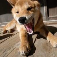 ワンコは可愛いな