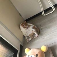 いつかのねこさん
