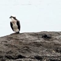 07/18探鳥記録写真-2：狩尾岬の鳥たち（クロサギの飛翔と着地模様、岩礁上のミサゴ、）