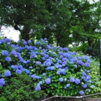多摩川台公園あじさい園　　山一面に色々のあじさいが咲いています　　　1