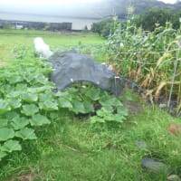 やっぱうどん粉病に勝てなかったか