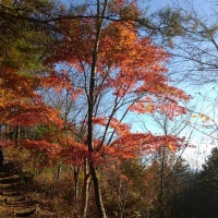 紅葉の八重山
