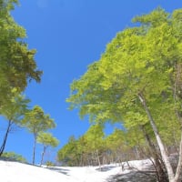 残雪のブナ林探索　　鍋倉山　　　　　　   　　２０１９年５月２３日　　（ 日帰り ）